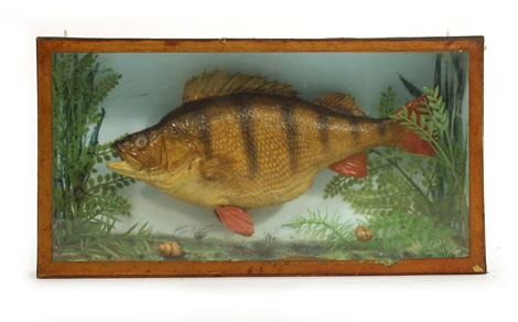 Taxidermy: A perch, modern, in a rectangular case, w. 50.5 cm    CONDITION REPORT:  mounts