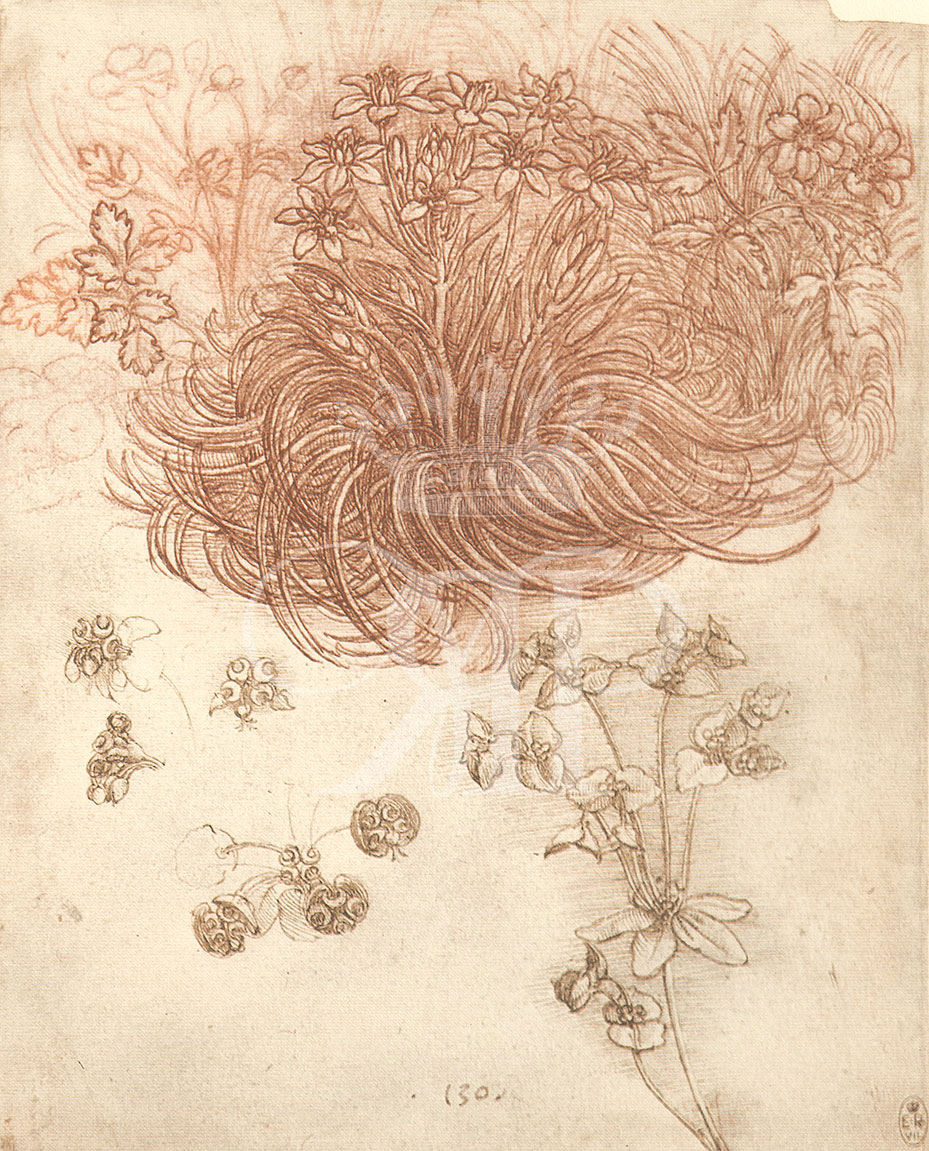 Set of two lithographic prints comprising:lithographic print of drawing by Leonardo da Vinci