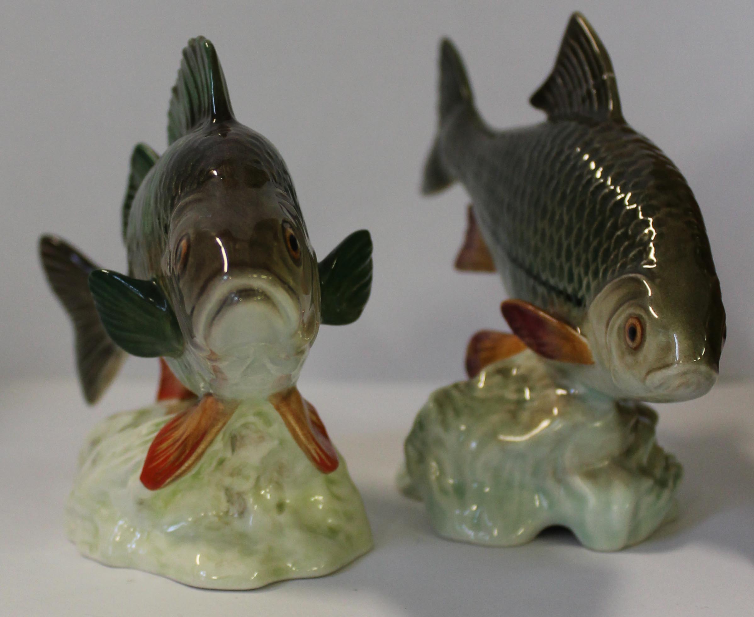 Two Beswick models of fish, to include a roach and perch, length 18cm   CONDITION REPORT:  Roach
