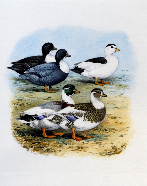 Carl Donner (British b. 1957) - 'Five ducks', watercolour, signed, bears label verso for The