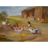 20TH CENTURY ENGLISH SCHOOL; oil on canvas, ducks and hens by a barn, unsigned, 46 x 61cm, framed.