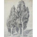 19TH CENTURY ENGLISH SCHOOL; pencil study of trees, unsigned,