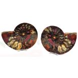 A pair of decorative ammonite halves, prehistoric ancestor of the squid and chambered nautilus,