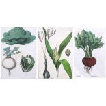 A small quantity of engravings of mainly vegetables,