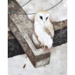 STEVE SHOTTER; watercolour, "Barn Owl", signed lower left, 40 x 31cm, framed and glazed.