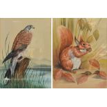 JOHN CRANK; gouache, red squirrel, and another by the same artist, kestrel, each approx 34 x 24,