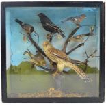 An Edwardian taxidermy display of a falcon perched on a branch surrounded by five smaller birds