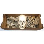 A human skeleton with skull in a box inscribed "Adam Roully & Specialists in Osteology. Anatomy.