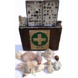 A vintage wooden case containing a quantity of seashells of varying types,