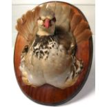 A 20th century French Partridge mounted on a wooden plaque, height 25cm.