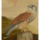 TERRY RILEY; watercolour "Kestrel", study of a kestrel standing upon a pole,