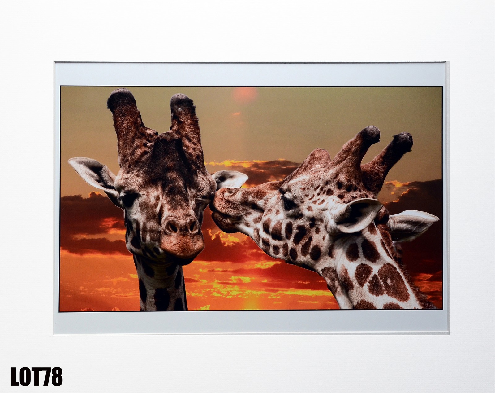 "The Kiss" (38x22cm) by William McDonough – mounted print Bill McDonough developed a passion for