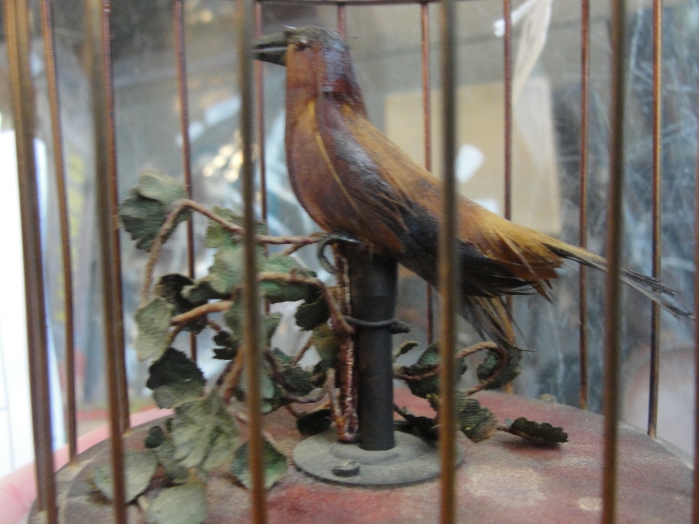 An early 20th century clockwork birdcage automaton, height 25cm. CONDITION REPORT: Some tarnishing - Image 6 of 6