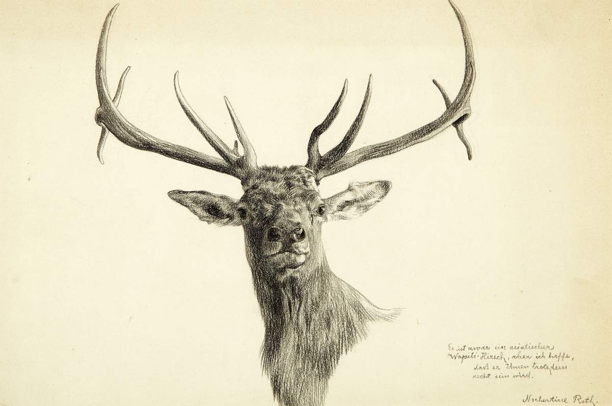 von Bresslern-Roth Norbertine 1891 - 1978 Graz "Wapiti-Hirsch". Bleistiftzeichnung auf Büttenpapier.