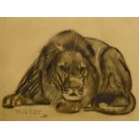 PAUL JOUVE (1878-1973) «Lion» Dessin au crayon noir et estompe sur papier bistre. Signé «Jouve Le
