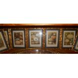 A Set of Nine Colour Prints after AF Lydon of Birds' Eggs, in gilt bamboo style frames (9).