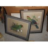 A Quantity of Watercolours & Prints including examples of exotic birds.