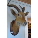 A Taxidermy of an Antelopes Head Mounted on an Oak Wall Plaque.