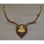 5 Point deer antlers mounted on wooden shield shaped plaque.