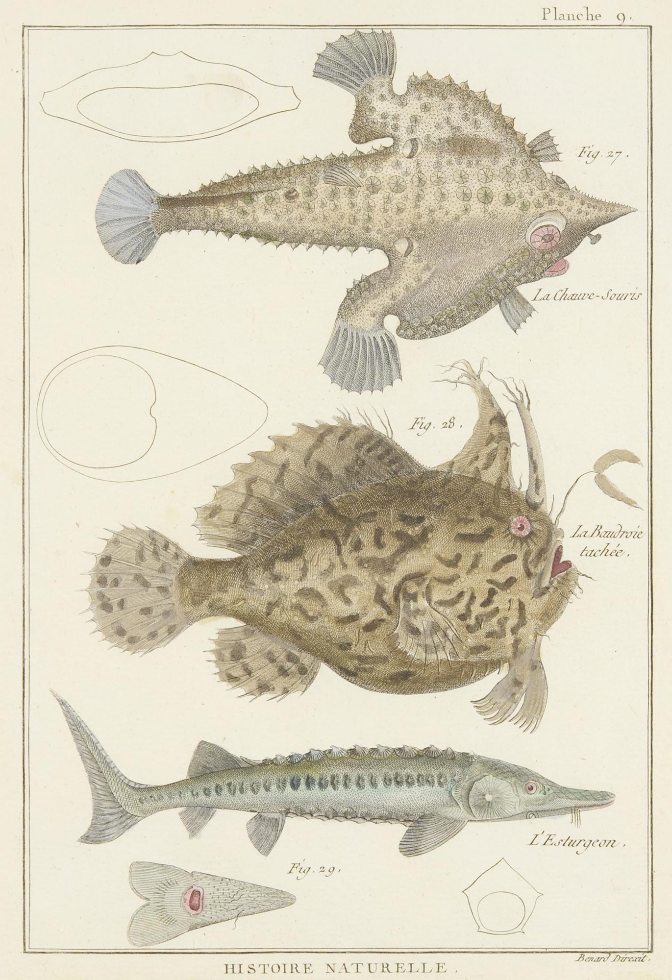 ZOOLOGICAL ILLUSTRATIONS I  The end of 18th century. Three graphic sheets with fish illustrations. - Image 3 of 3