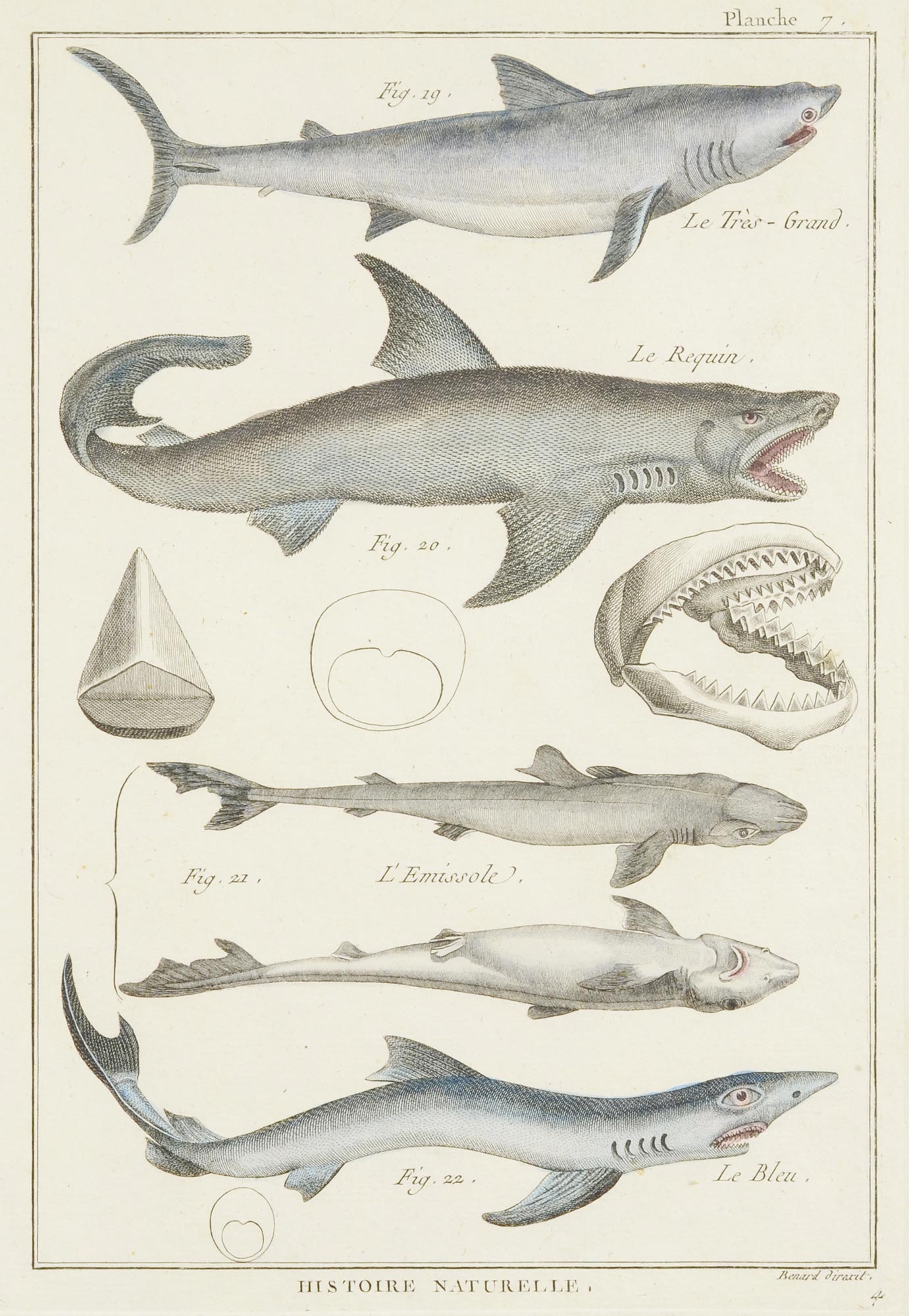 ZOOLOGICAL ILLUSTRATIONS I  The end of 18th century. Three graphic sheets with fish illustrations. - Image 2 of 3