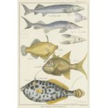 ZOOLOGICAL ILLUSTRATIONS II  The end of 18th century. Three graphic sheets with fish