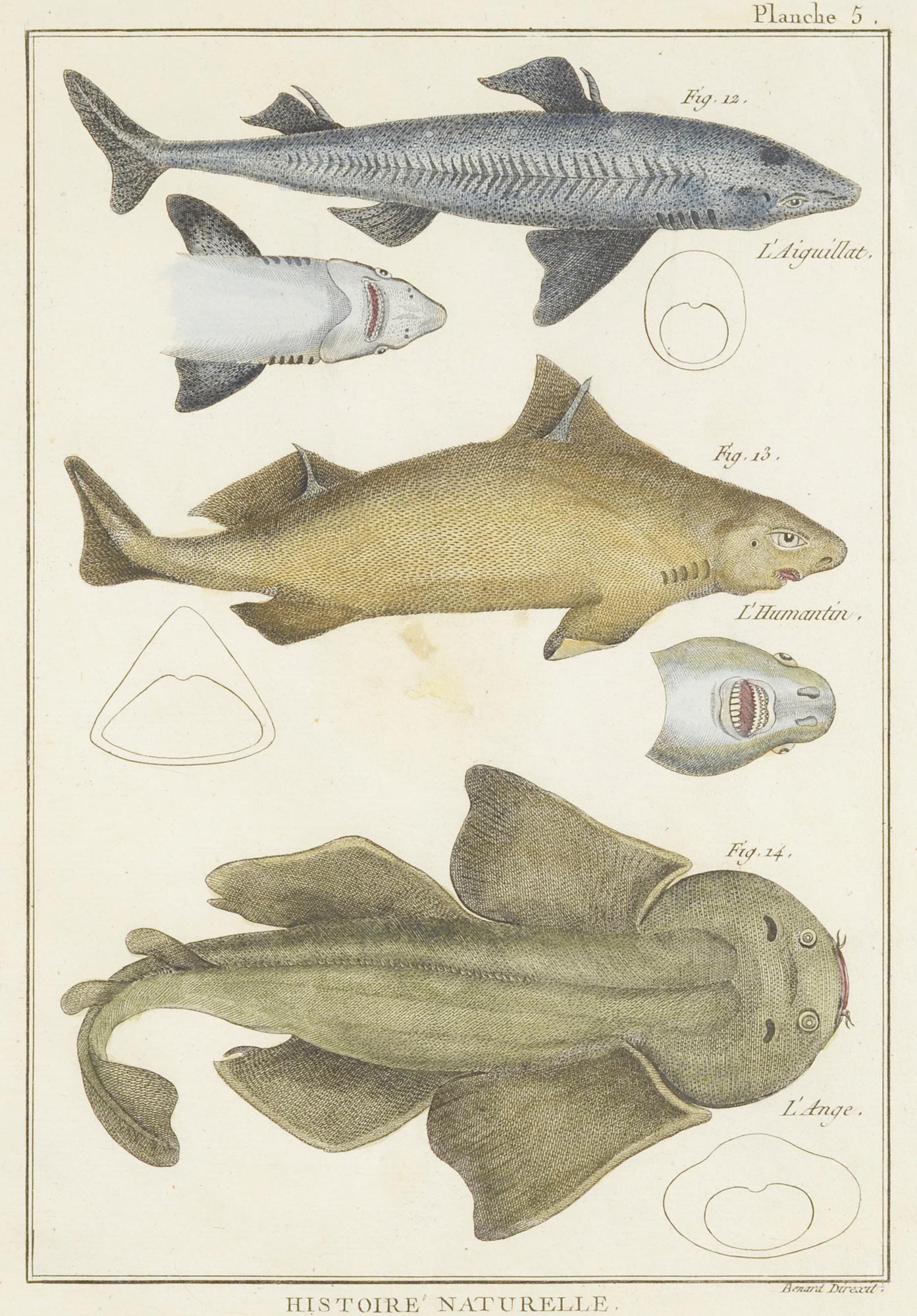 ZOOLOGICAL ILLUSTRATIONS I  The end of 18th century. Three graphic sheets with fish illustrations.