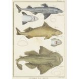 ZOOLOGICAL ILLUSTRATIONS I  The end of 18th century. Three graphic sheets with fish illustrations.