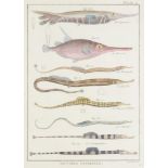 ZOOLOGICAL ILLUSTRATIONS III  The end of 18th century. Three graphic sheets with fish illustrations.