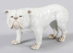 Bulldogge Porzellan, Heubach, um 1900 In natural. Darstellung. Geringe Gebrauchsspuren, vereinzelt