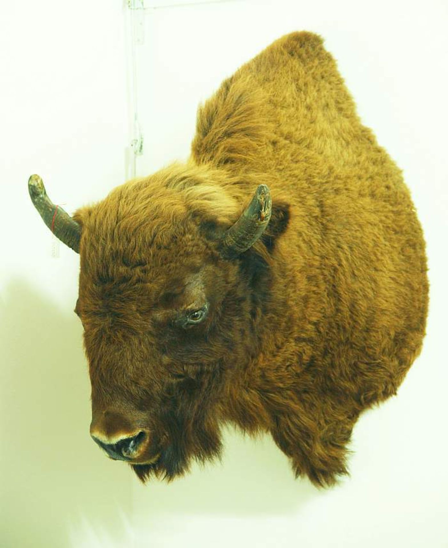 Wandtrophäe Büffel. 
Wandtrophäe Büffel. Kopf des europäischen Bison (Wisent, Bison bonasus). Sehr