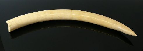 Reserve: 1200 EUR        Elfenbein-Stoßzahn nicht beschnitzt; L: ca. 79,5 cm; 3,95 Kilo; CITES-