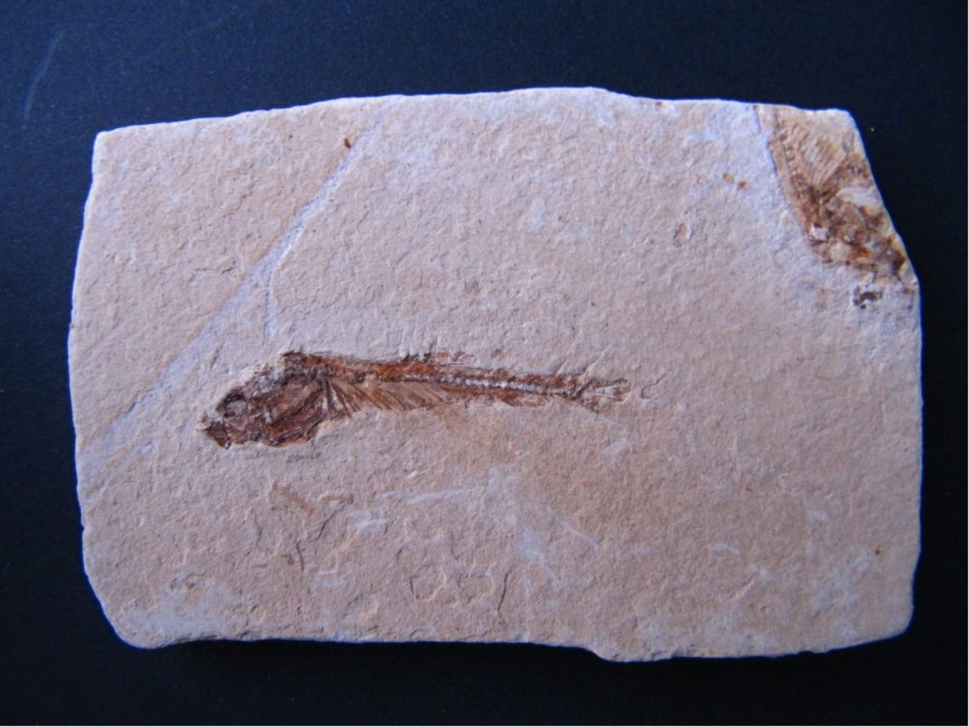 Dastilbe elongatus - Fossiler Fischaus Ceara (Brasilien), ca. 135 Mio Jahre alt - Kreidezeit,ca. 6,5