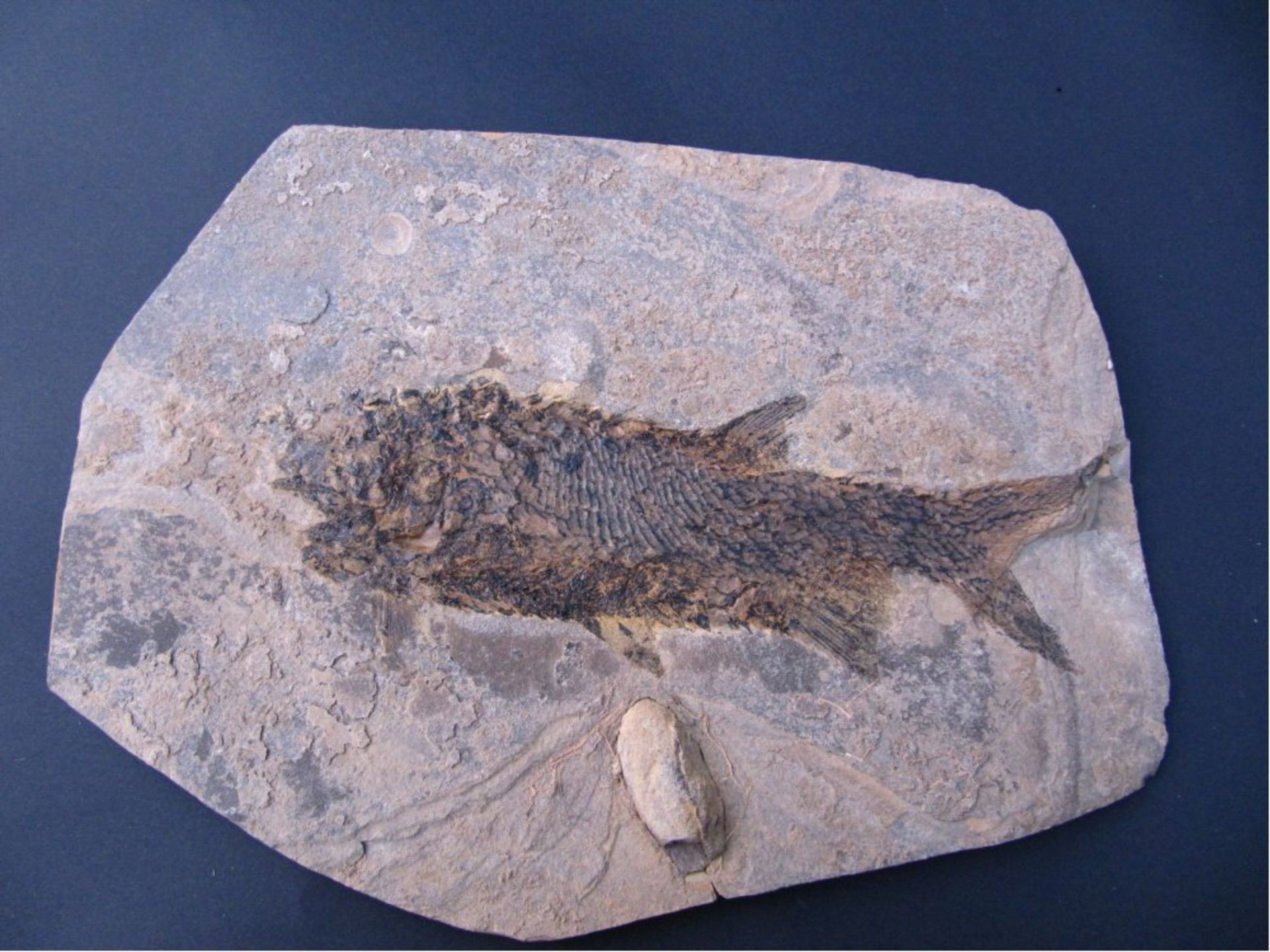 Paramblypterus gelberti - Fossiler Fischaus Niederhausen (Deutschland) aus den