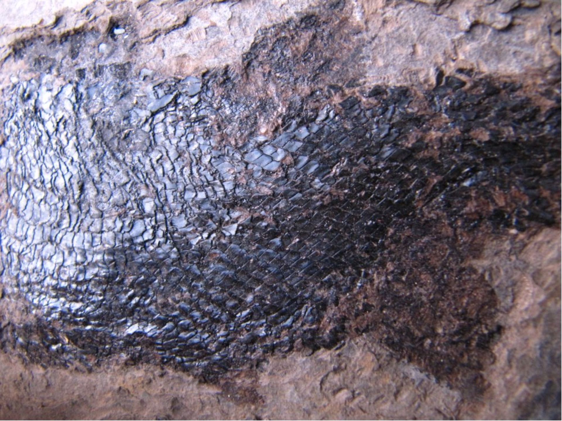 Paramblypterus gelberti - Fossiler Fischaus Niederhausen (Deutschland) aus den - Bild 3 aus 3
