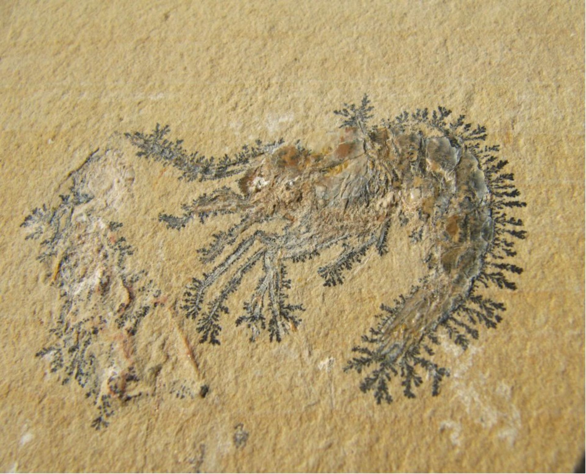 Carpopenaeus TOP Krebsca. 100 Millionen Jahre, untere - Kreide. Fundort:Hgula/Libanon. Platte ca. - Bild 2 aus 2