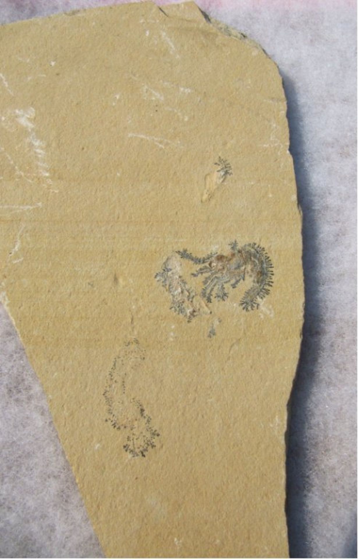 Carpopenaeus TOP Krebsca. 100 Millionen Jahre, untere - Kreide. Fundort:Hgula/Libanon. Platte ca.