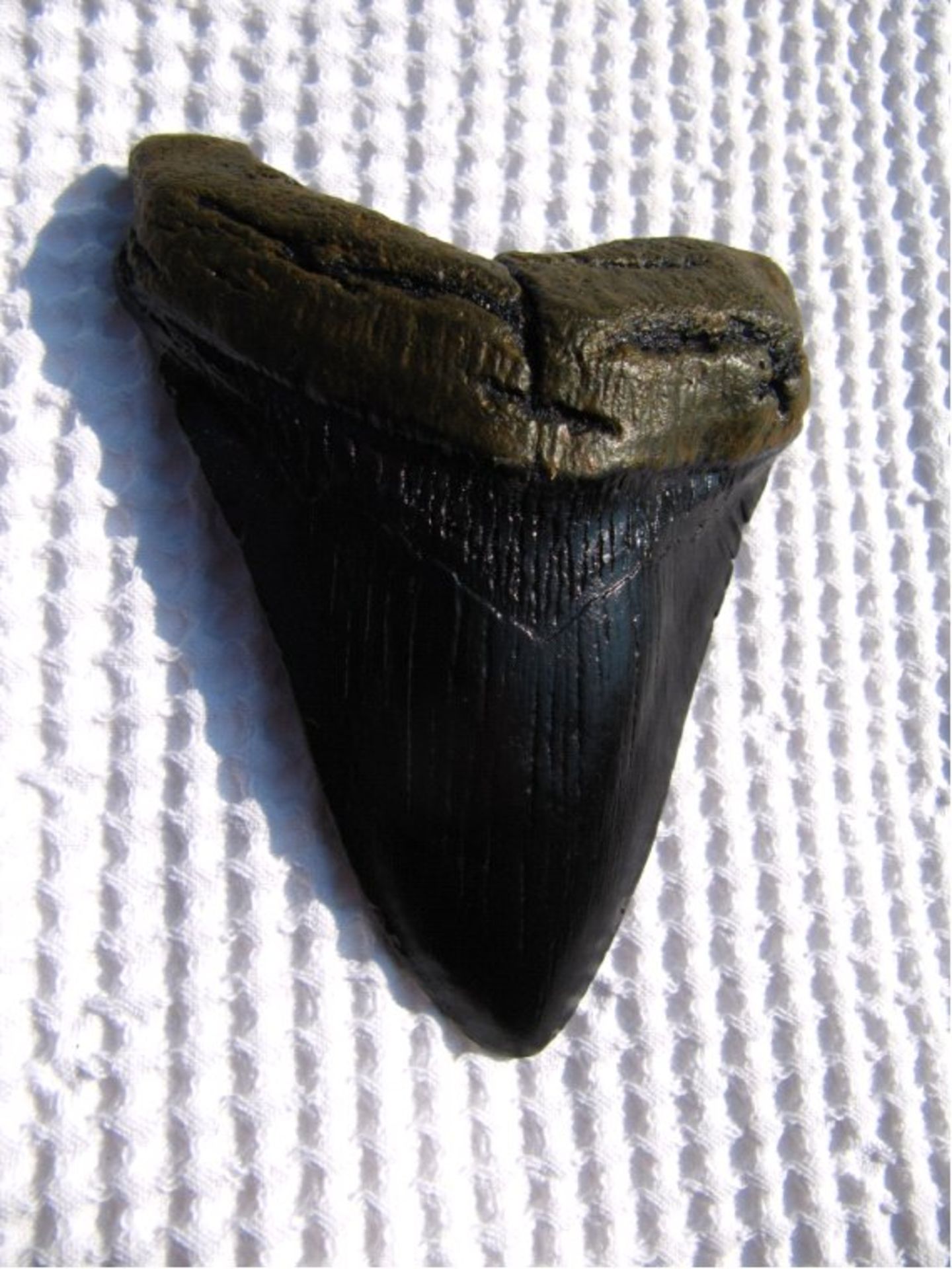 Haizahn eines Megalodon, ReplikMegalodon - Haifisch Zahn Fossil - REPLIK !! Handgemacht -