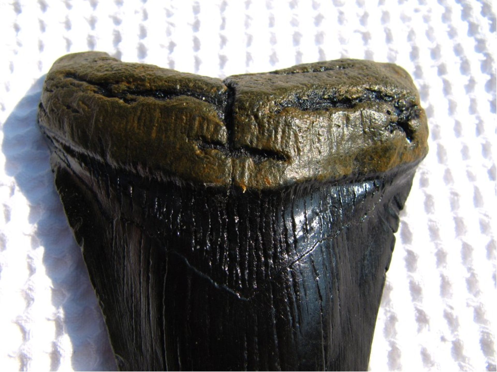 Haizahn eines Megalodon, ReplikMegalodon - Haifisch Zahn Fossil - REPLIK !! Handgemacht - - Bild 2 aus 2