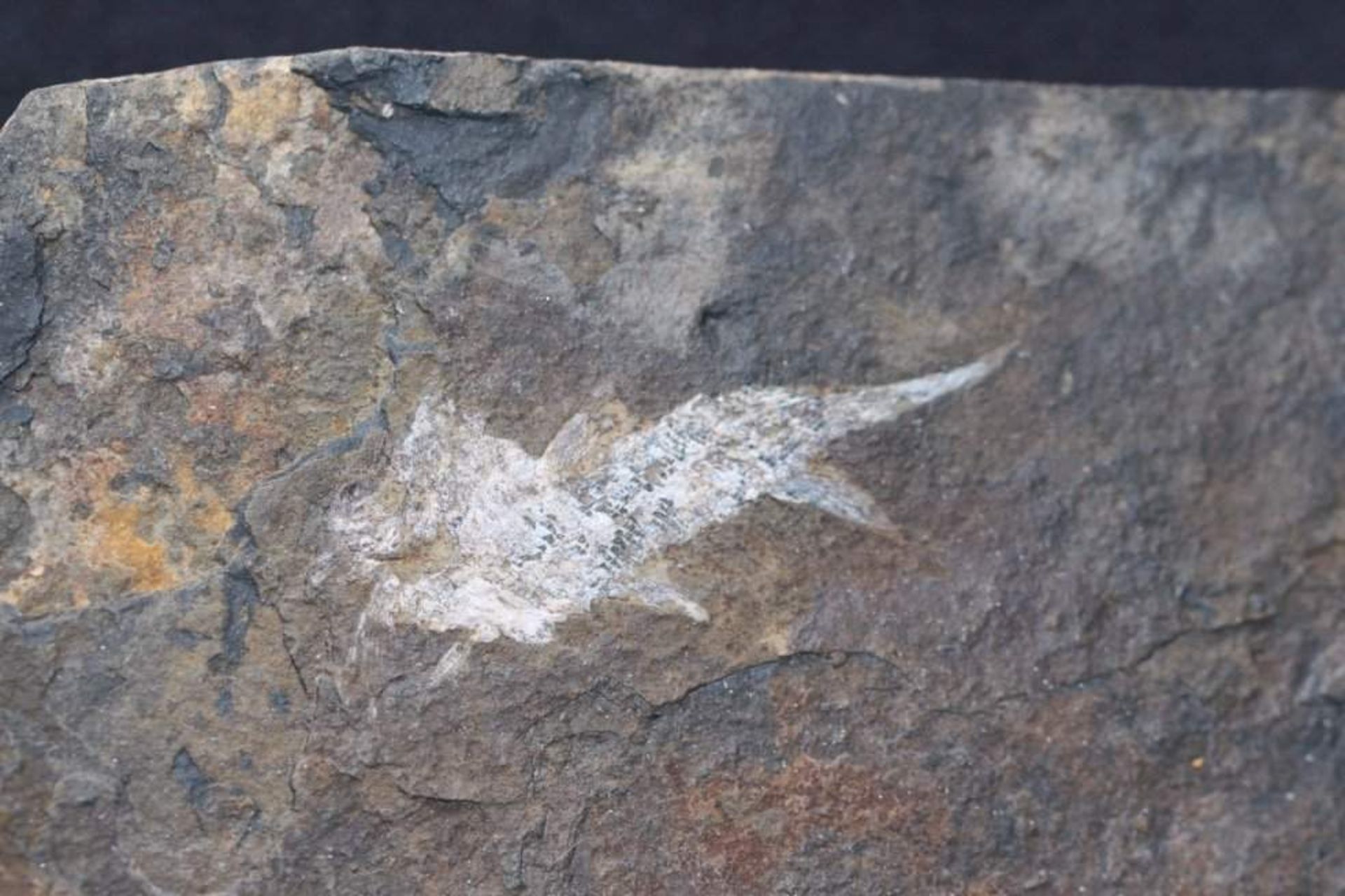 Fossiler Fisch ( Elonichthys )seltene Weissfärbung durch Vulkanismus.Alter 290 Mio Jahre (