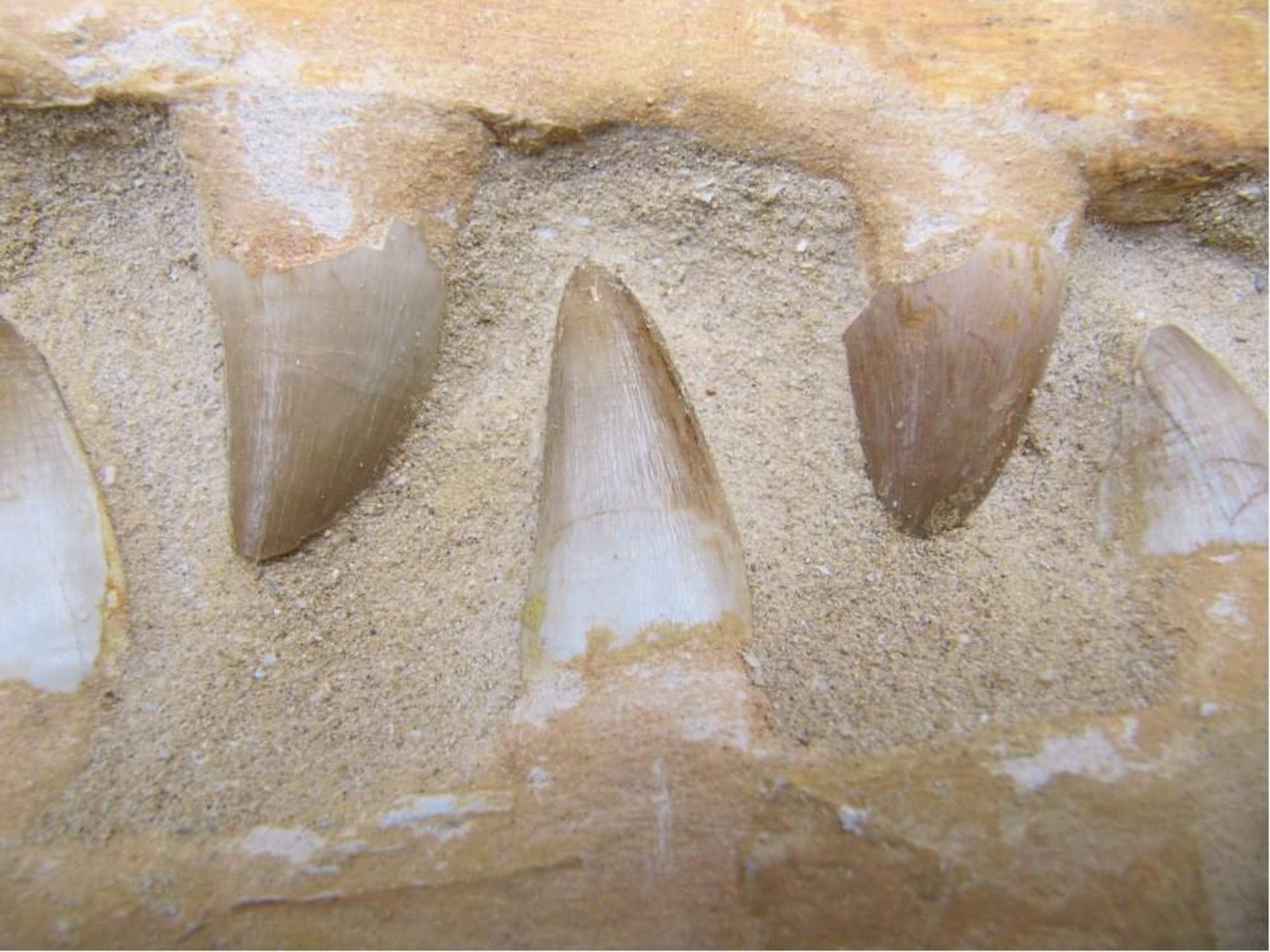 Fossiler Kiefer MososaurusFundort Maroko - Bild 2 aus 2