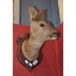 A Roe deer head, wall mountable, with an