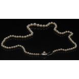 A single strand graduated cultured pearl