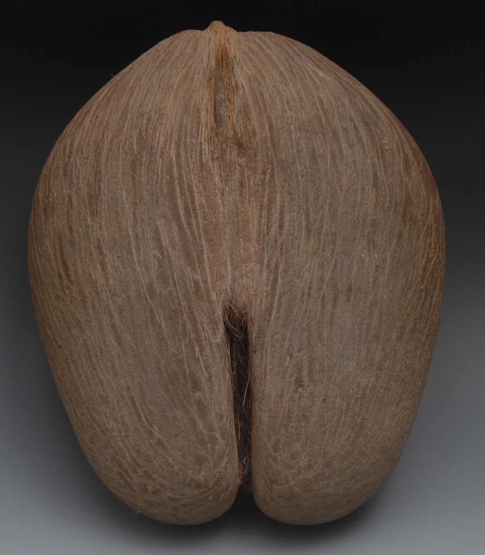 Natural History - a Coco de Mer (Lodoice