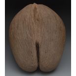 Natural History - a Coco de Mer (Lodoice