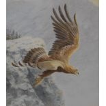 Haytram (20th century) Golden Eagle Taking Flight signed, watercolour, 45cm x 51cm