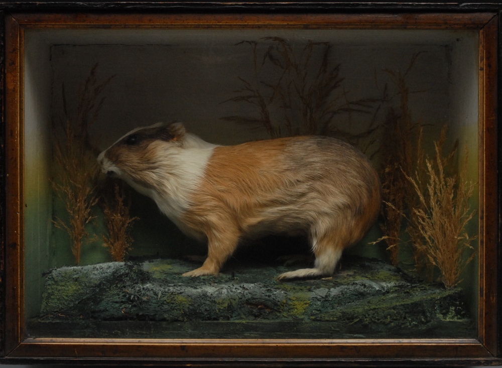 Taxidermy - a guinea pig, mounted amongs