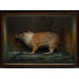 Taxidermy - a guinea pig, mounted amongs