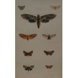 Mary Emily Eaton (1873-1961) Jamaican Moths signed in pencil to verso, watercolour, 19cm x 31cm,