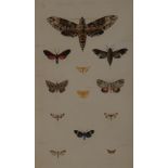 Mary Emily Eaton (1873 - 1961) Moths of Jamaica signed in pencil to verso, watercolour, 19cm x 31cm,